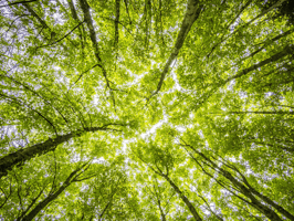 Interview : Lucie Pelous, coordinatrice de la Journée internationale des forêts image