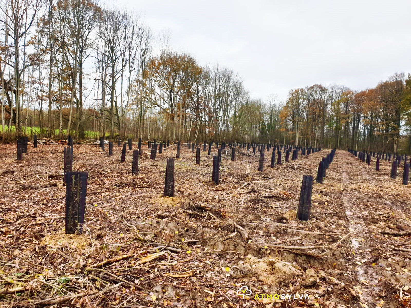 Plantation de jeunes arbres sur une ancienne parcelle argicole