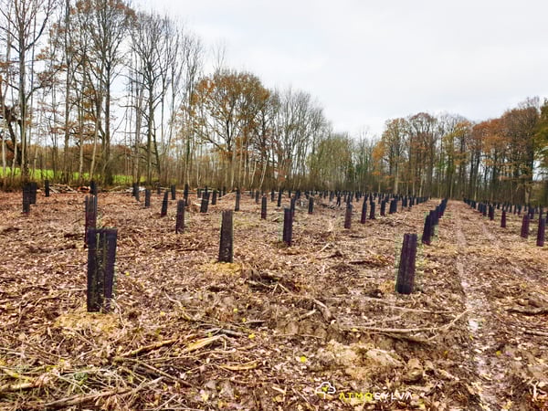Plantation de jeunes arbres sur une ancienne parcelle argicole