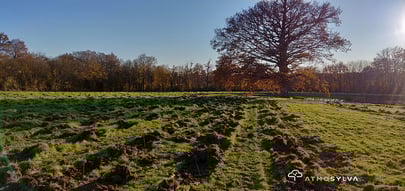 Quadrapol, constructeur de maisons bois engagé pour la reforestation image