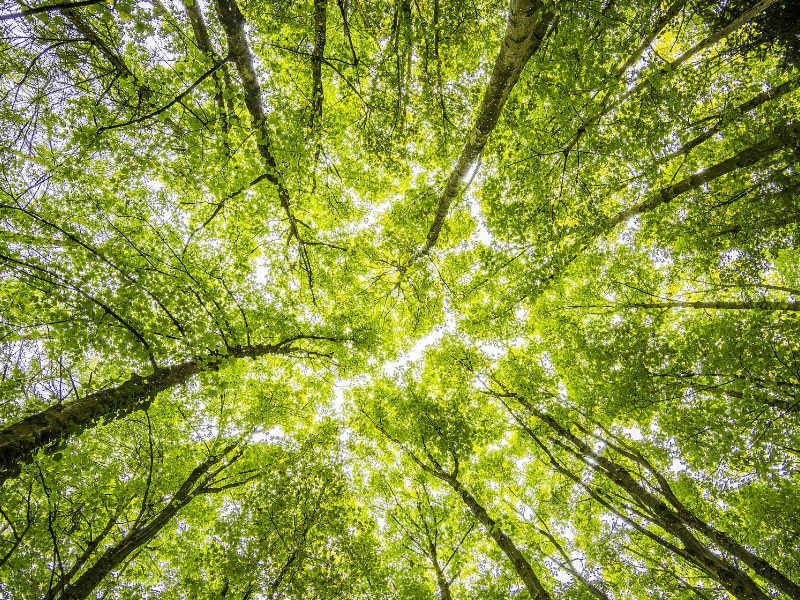 Interview : Lucie Pelous, coordinatrice de la Journée internationale des forêts image