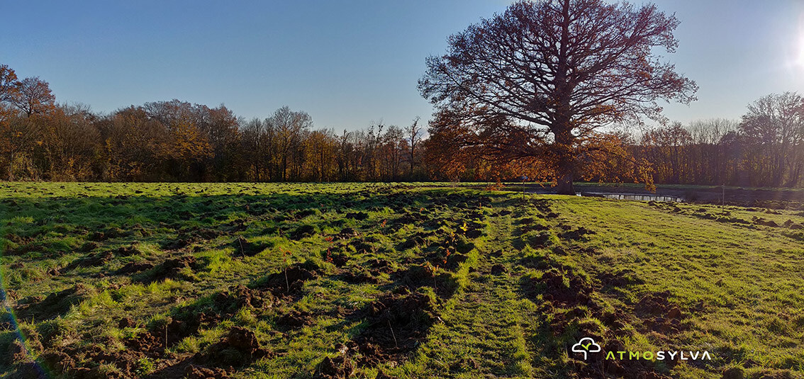 Quadrapol, constructeur de maison écologique engagé pour la reforestation image