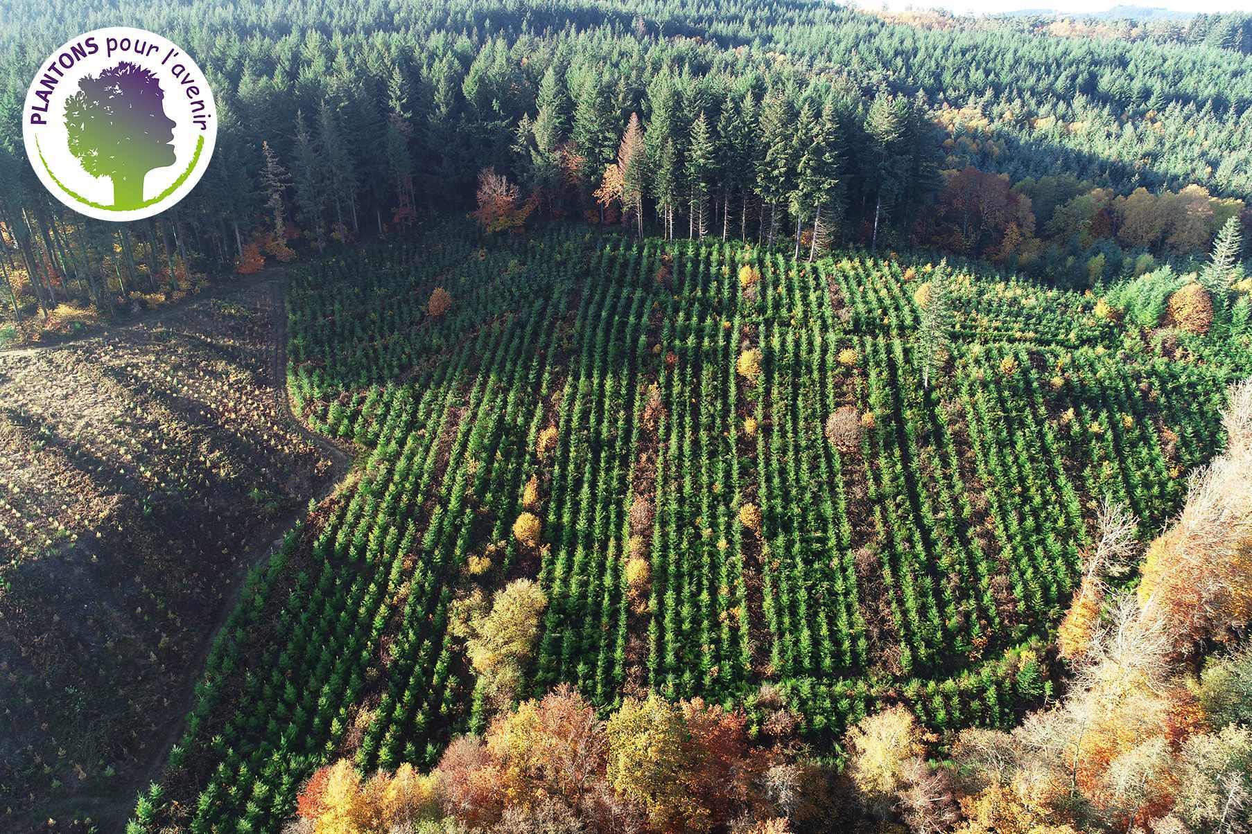 Interview: Tancrède Neveu, directeur délégué de Plantons pour l’avenir image